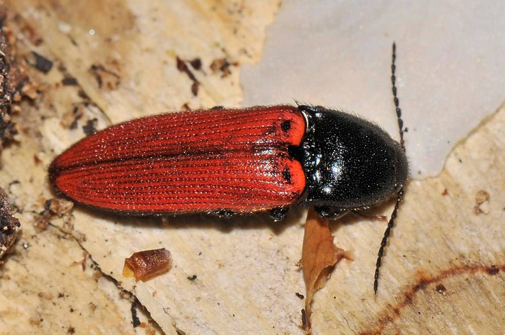 Ampedus sanguinolentus (Elateridae)